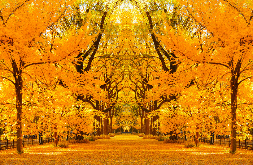 Best places to see the last fall foliage 